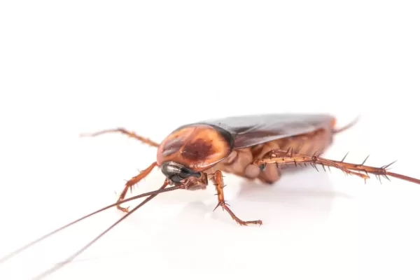 cucaracha
