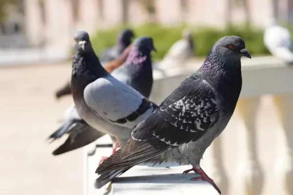 primer-disparo-enfoque-selectivo-palomas-parque-vegetacion_181624-19755